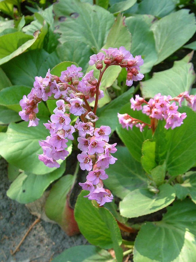 Bergenia