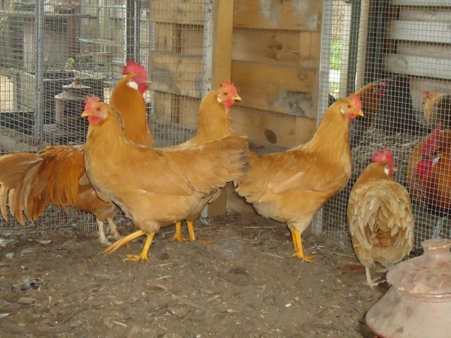 Livorno (Leghorn)