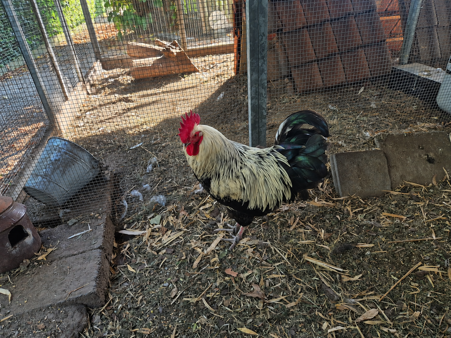 Marans